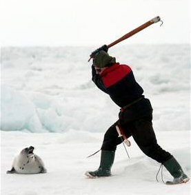 #2.5 28 11 2010 (C'est trop dur pour toi, mon p'tit Marin, laisse mamie faire...)