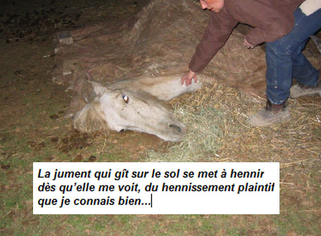 le film préféré de vincent gallo et michel chevalet c'est Jumanji 2