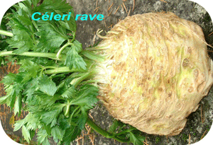 WADCHESTER! céleri rave on!